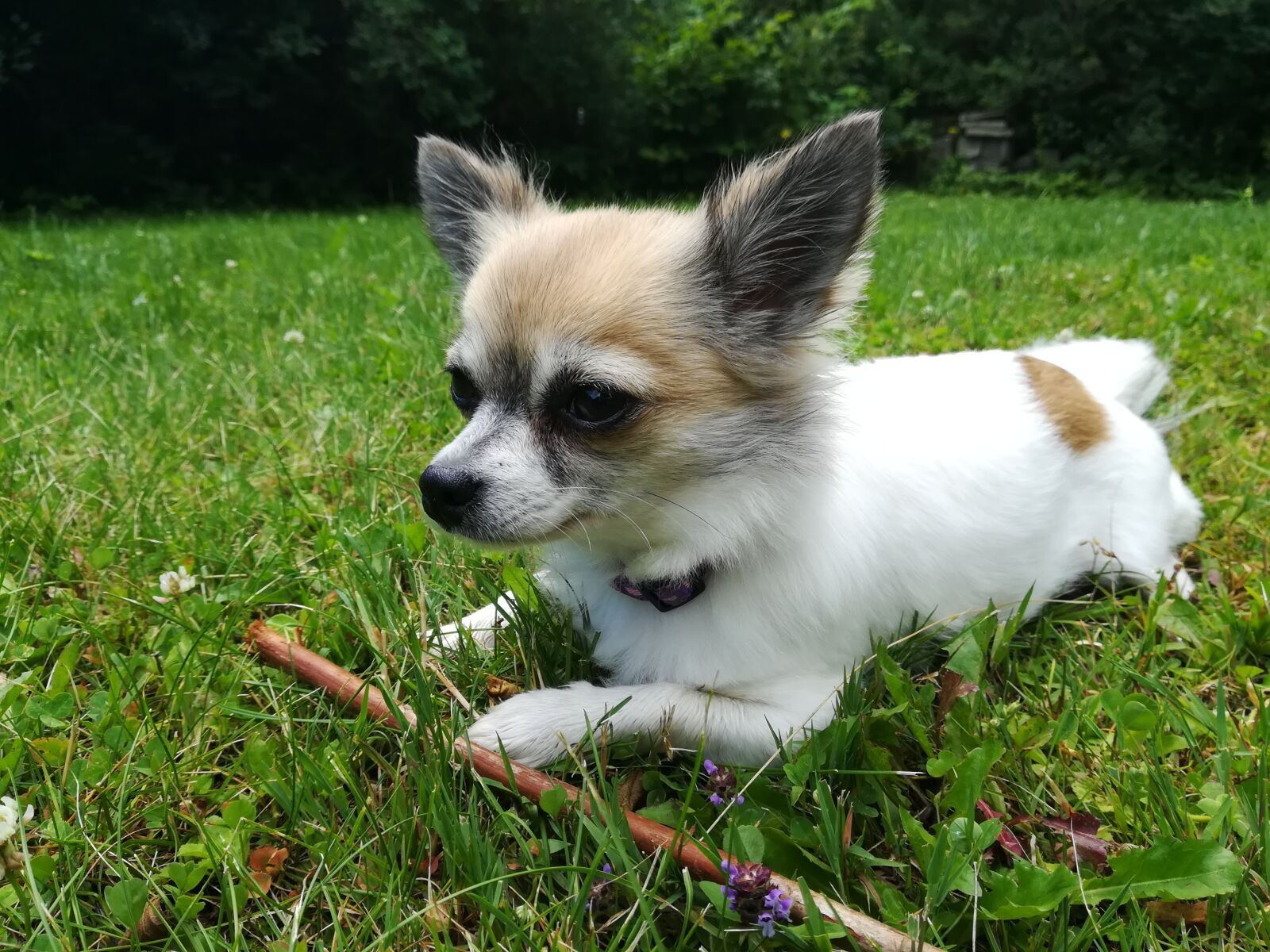 HUAWEI PRA-LX1 sample photo. Dog, pet, chihuahua photography