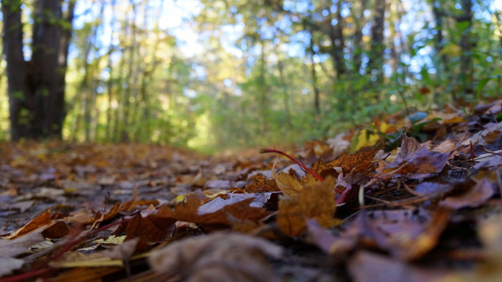 Sony Alpha NEX-5R sample photo. Fall, ground, leafs, season photography