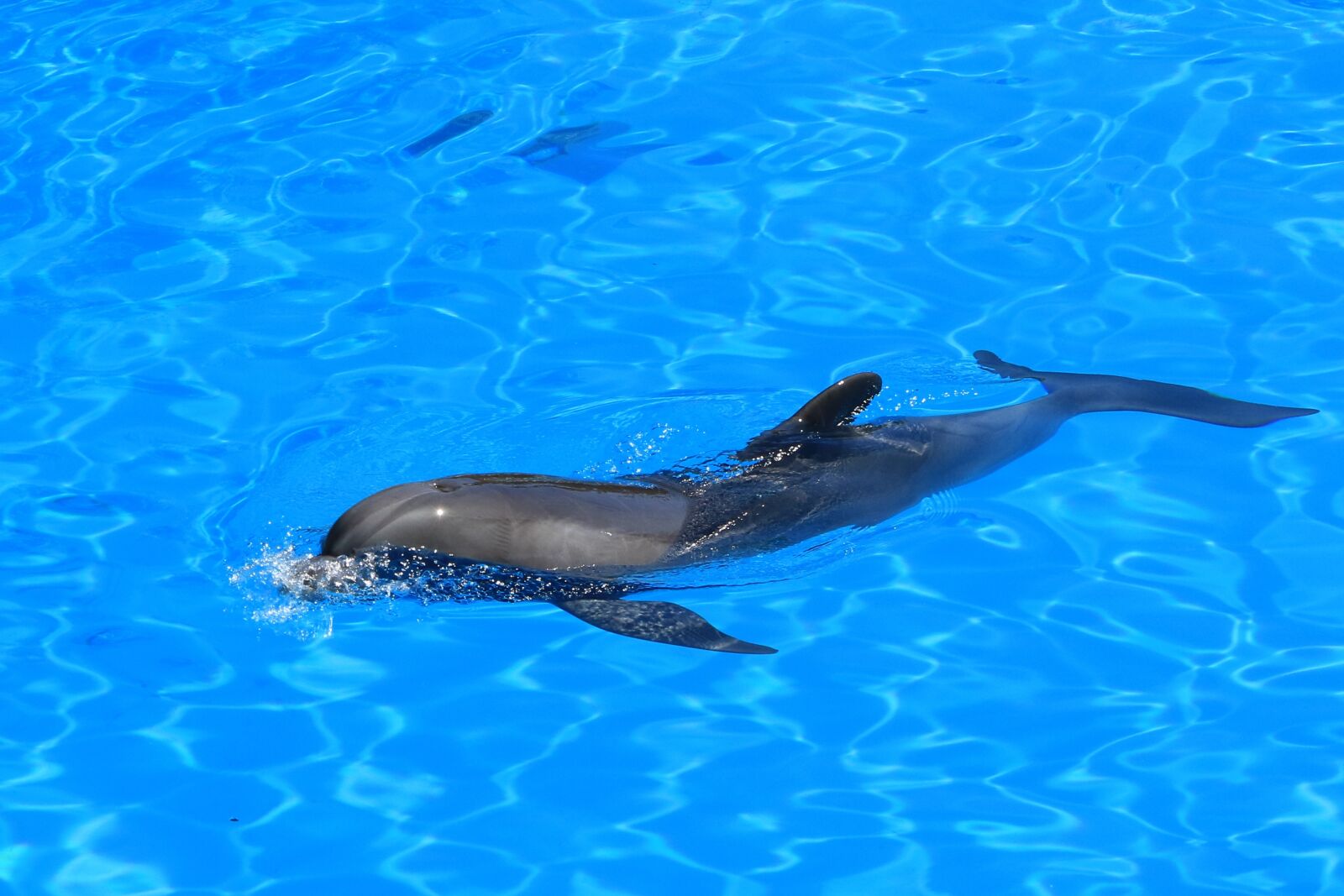 Canon EOS 7D Mark II sample photo. Delfin, aquarium, dolphinarium photography