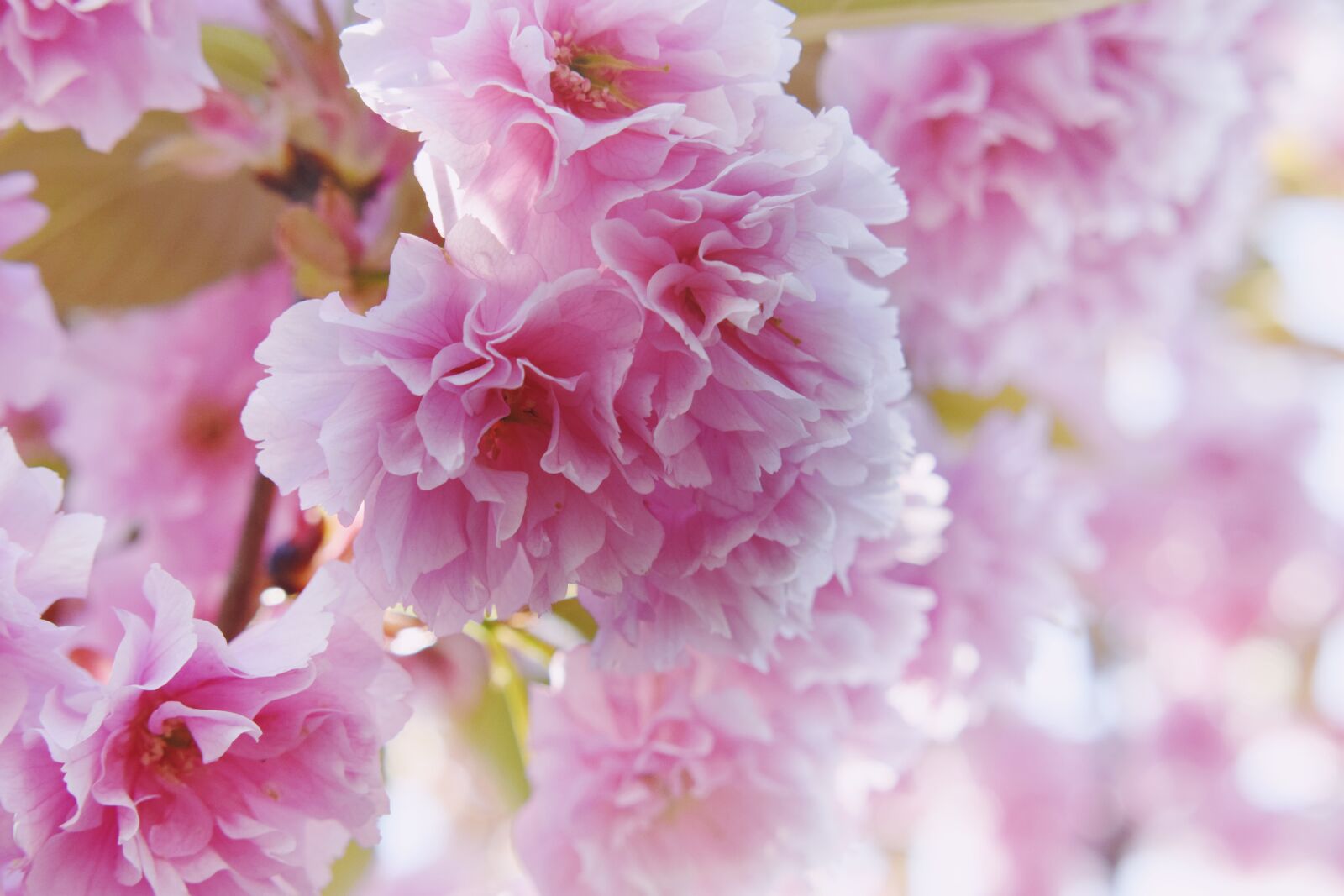 Nikon D5300 sample photo. Cherry blossom, pink, close photography
