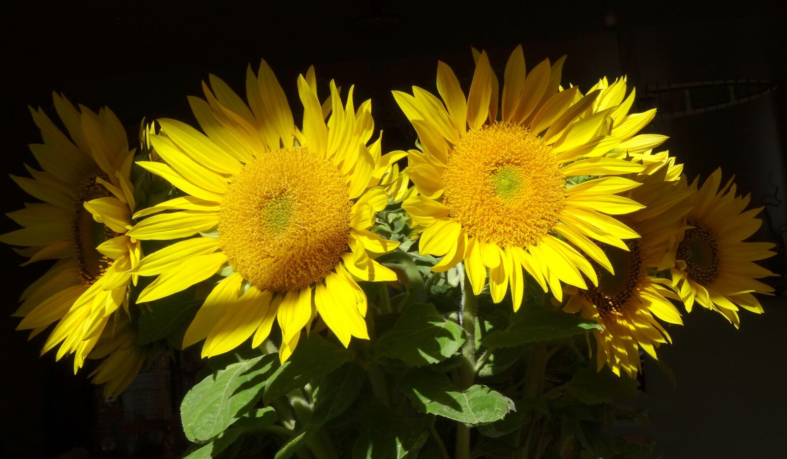 Sony DSC-HX50 sample photo. Sunflower, nature, flowers photography