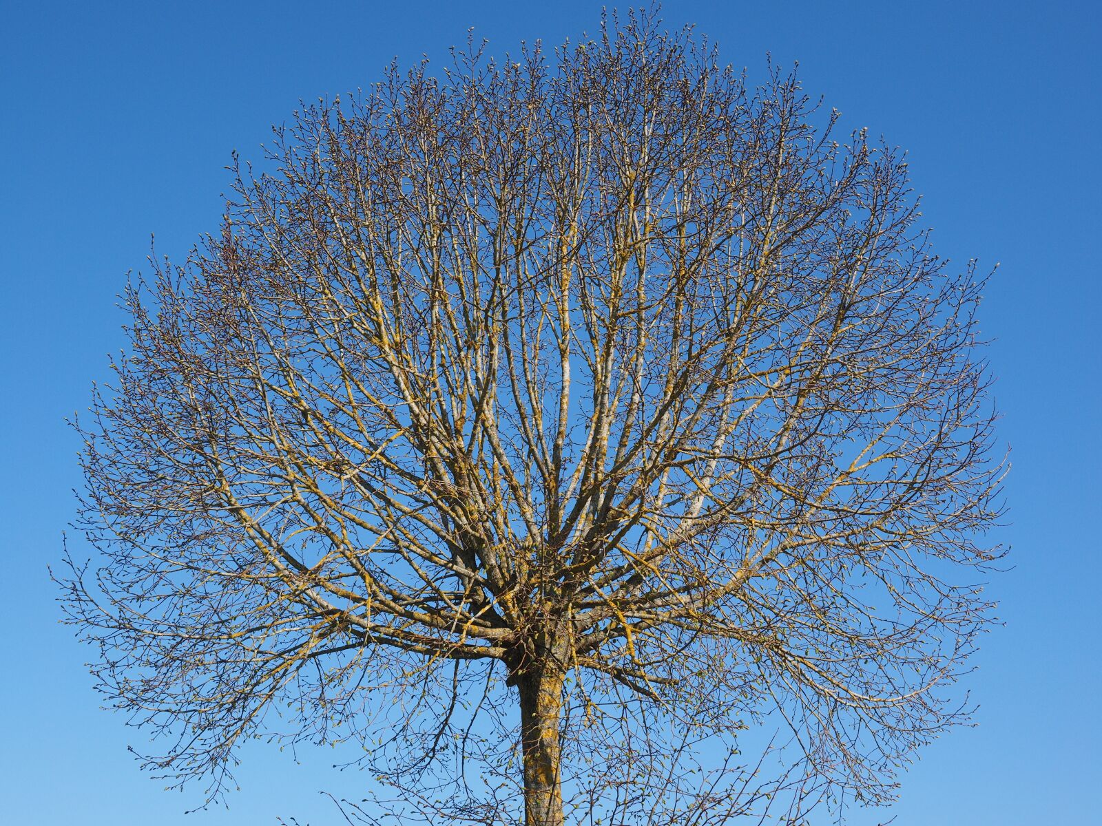 Olympus OM-D E-M1 + Olympus M.Zuiko Digital ED 12-40mm F2.8 Pro sample photo. Tree, kahl, spring photography