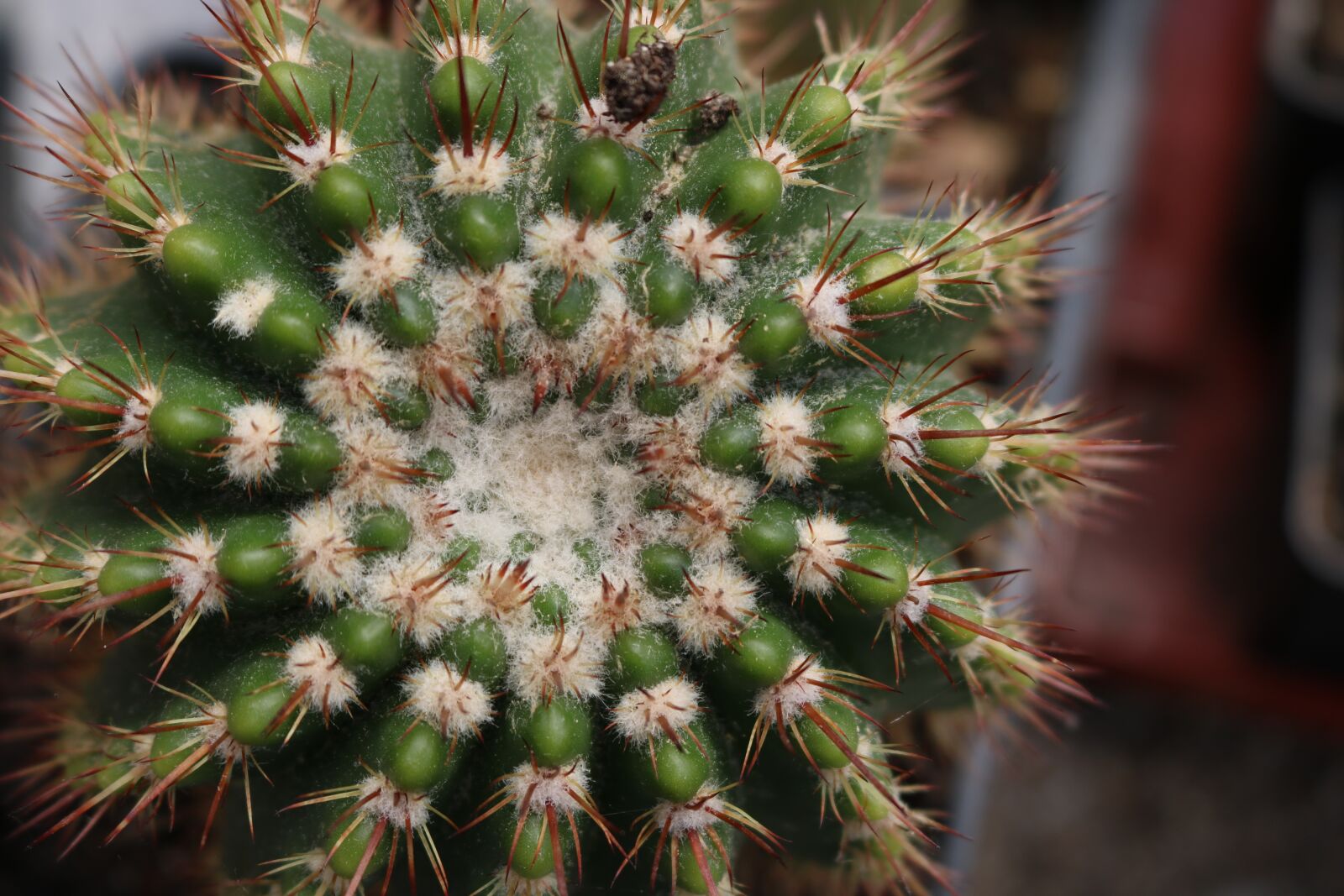 Canon EOS 750D (EOS Rebel T6i / EOS Kiss X8i) sample photo. Flower, nature, plant photography