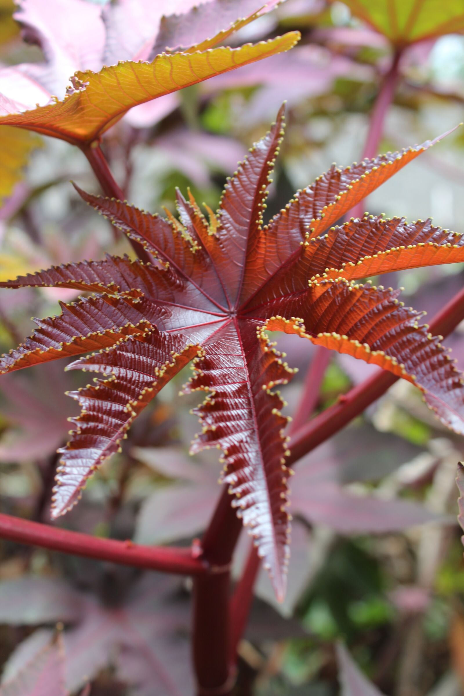 Canon EOS 600D (Rebel EOS T3i / EOS Kiss X5) sample photo. Leaf, texture, pattern photography