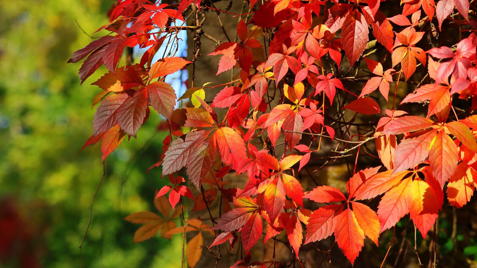 Canon EOS M50 (EOS Kiss M) sample photo. Fall foliage, red, leaves photography
