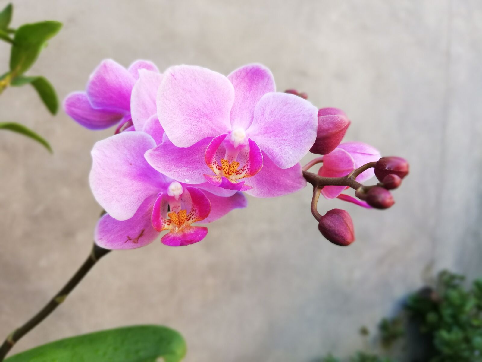HUAWEI P20 lite sample photo. Orchid, orchids, beautiful flowers photography