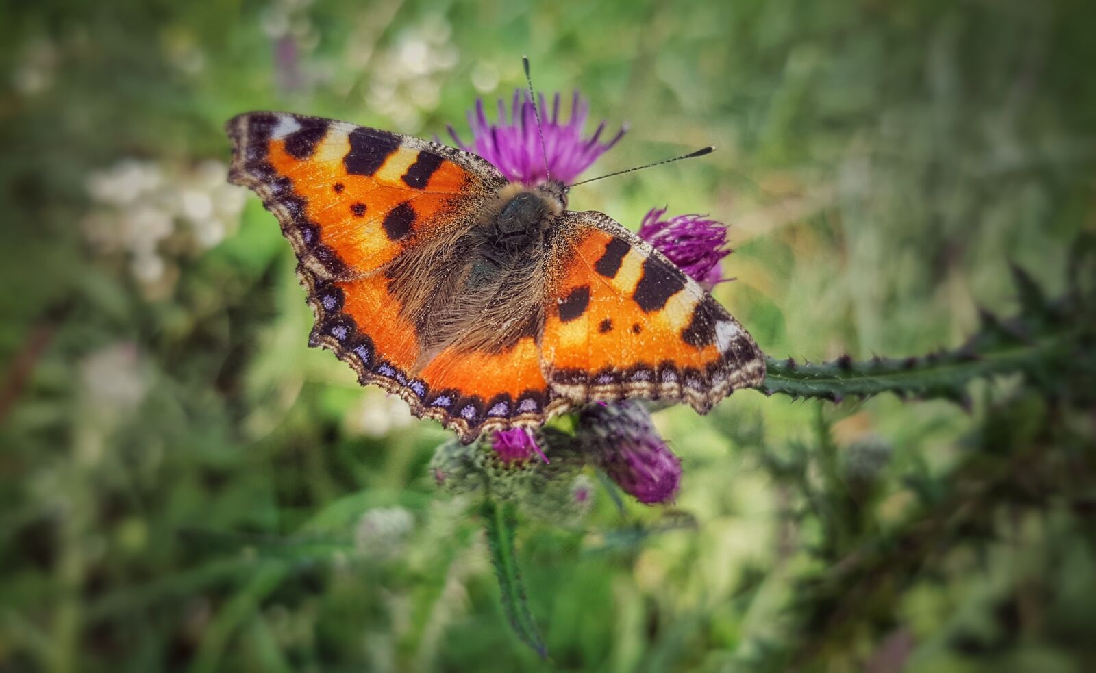 Samsung Galaxy S7 sample photo. Butterfly, animal, insect photography