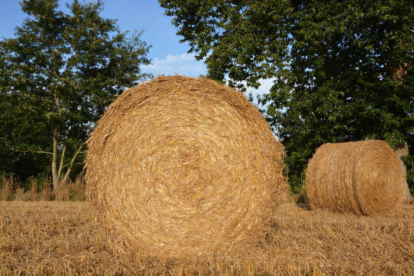 Nikon D5200 sample photo. Straw, roumballer straw, pre photography