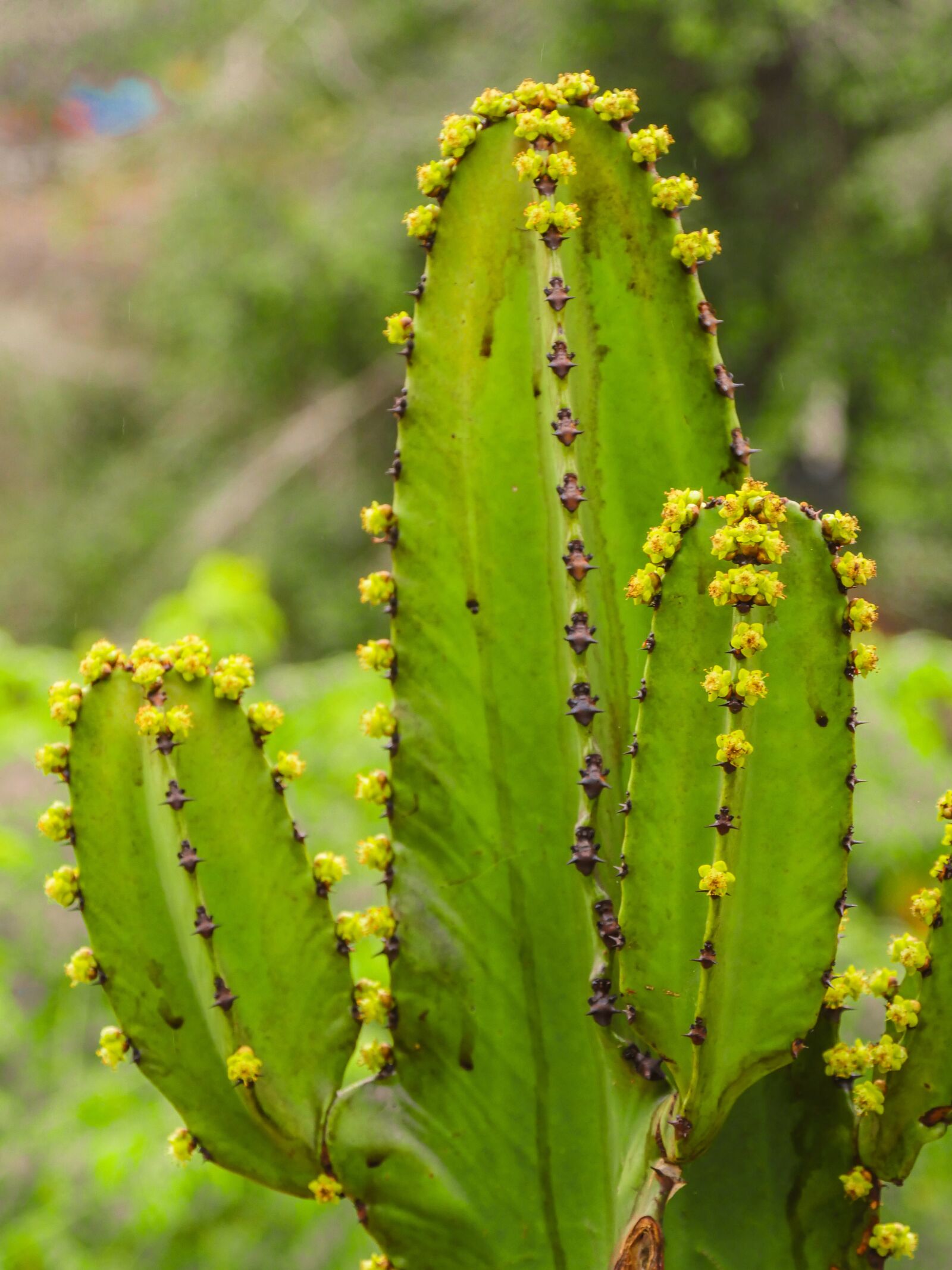 Panasonic Lumix DMC-GX8 sample photo. Cactus, shoots, flowers photography
