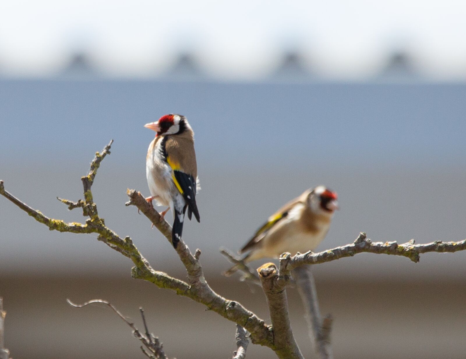 150-600mm F5-6.3 DG OS HSM | Contemporary 015 sample photo. Goldfinch, finch, bird photography