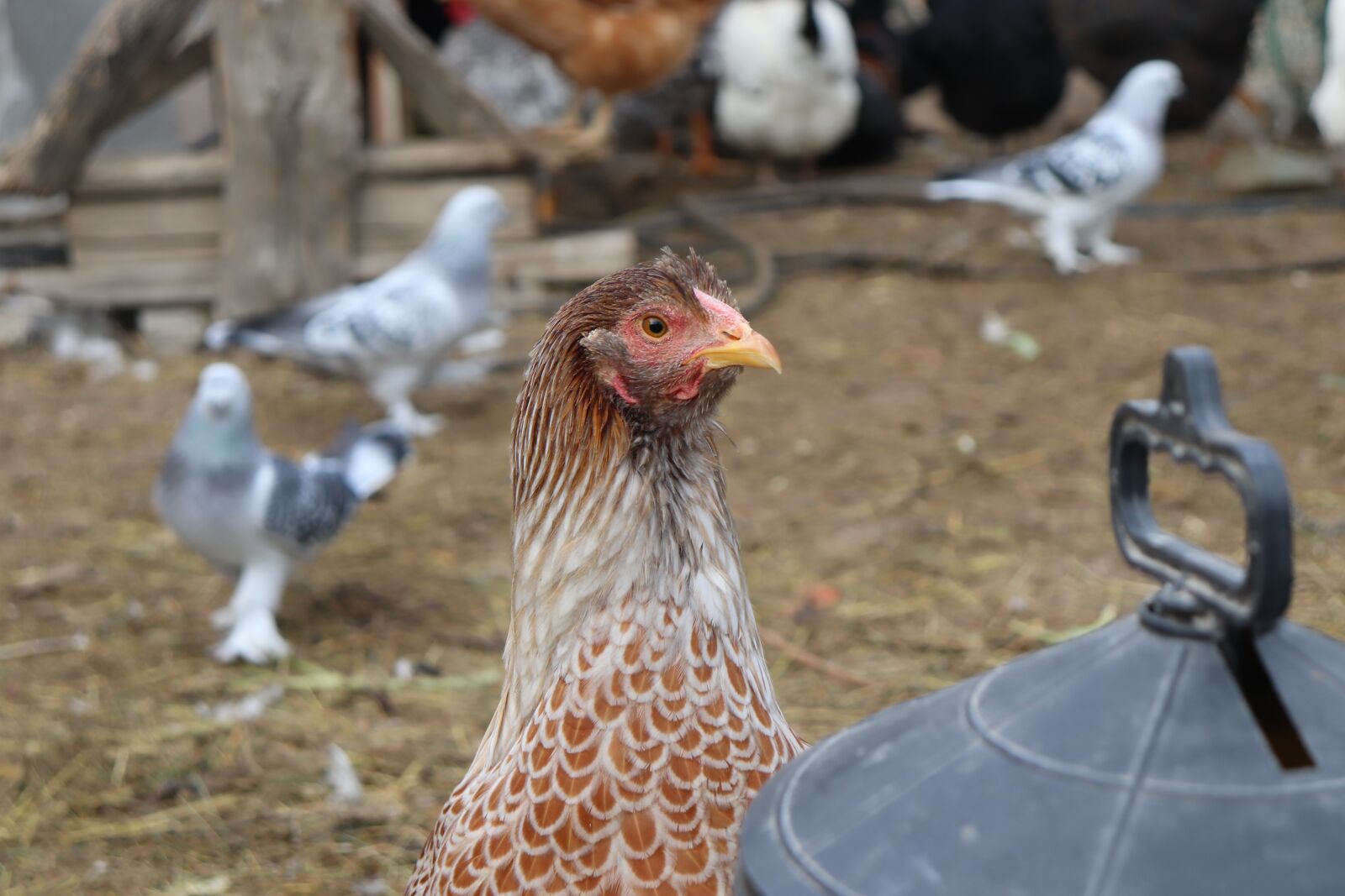 Canon EOS 200D (EOS Rebel SL2 / EOS Kiss X9) sample photo. Wyandotte, chicken, splash photography