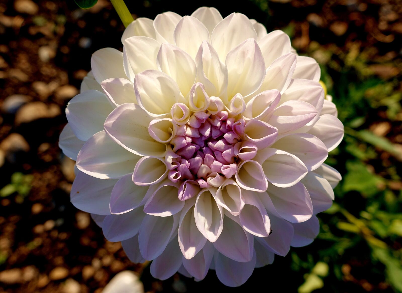 Sony DSC-RX100M5 sample photo. Dahlia, plant, flower photography