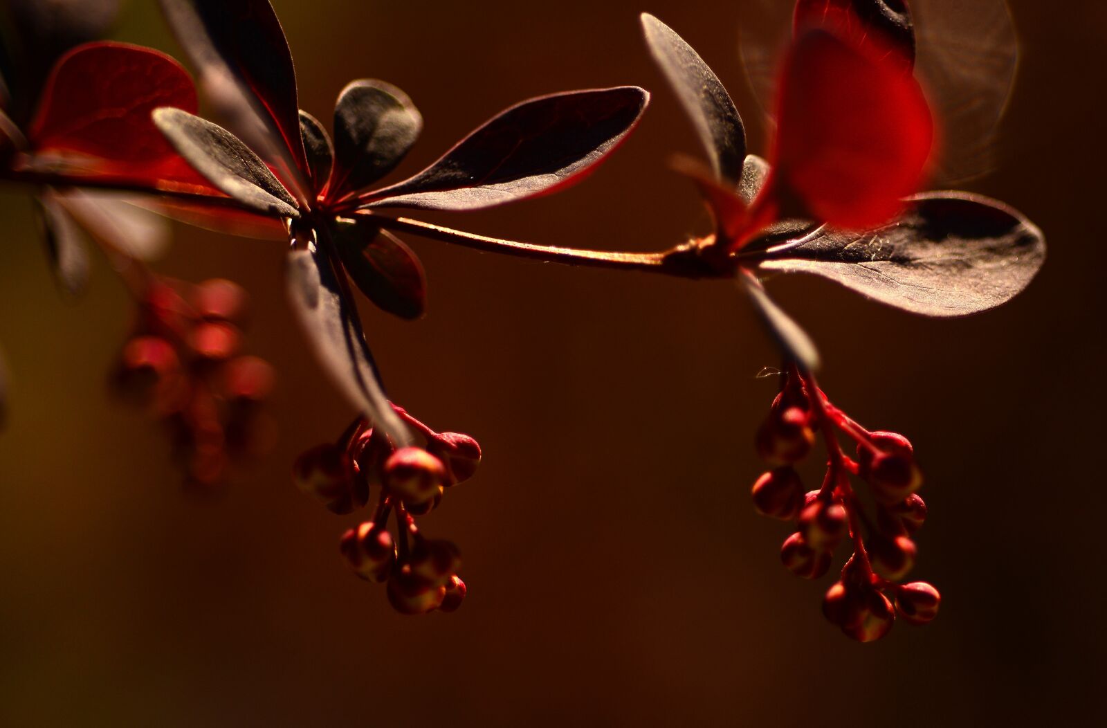 Nikon D800 sample photo. Nature, macro, spring photography
