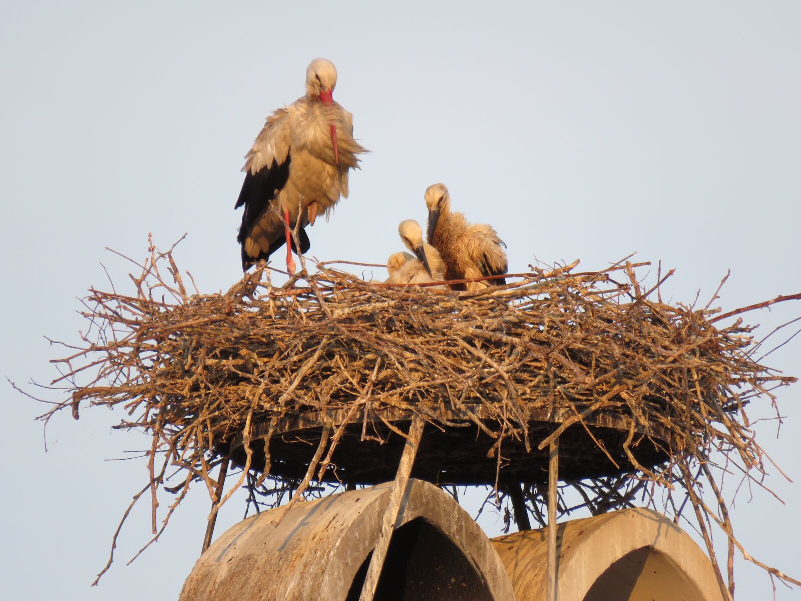Canon PowerShot SX60 HS sample photo. Störche, nest, tiere photography