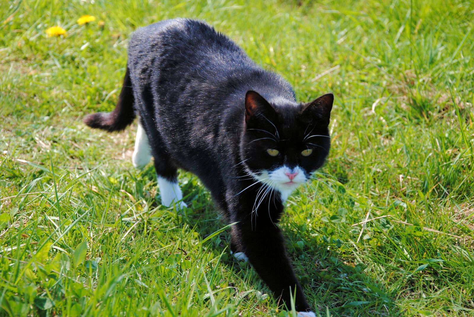Nikon D3000 sample photo. Cat, nature, animal photography