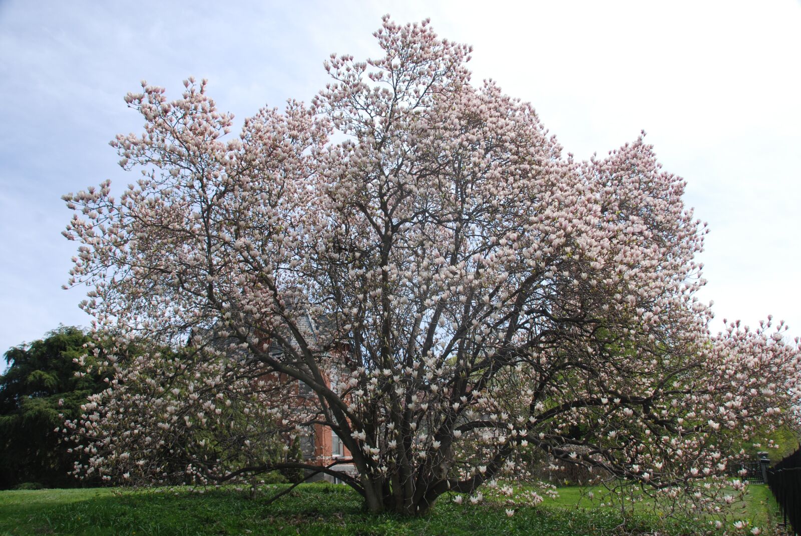 Nikon D80 sample photo. Tree, blossom, spring photography