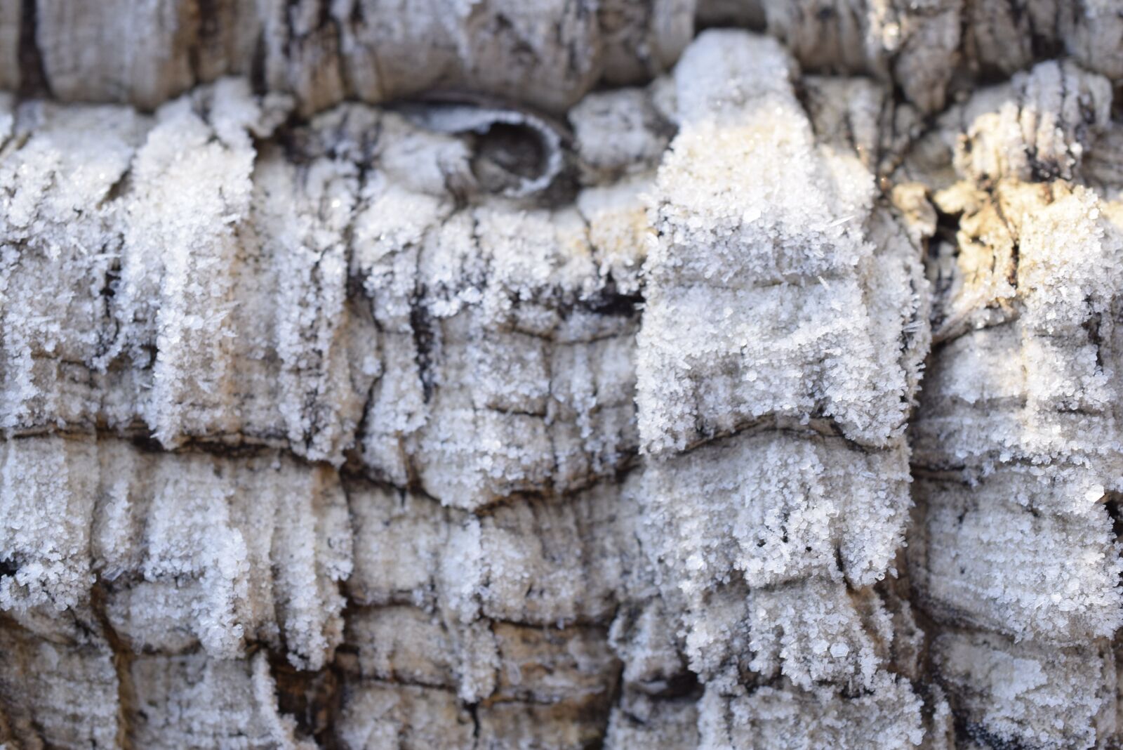 Nikon D3300 sample photo. Bark, cold, nature photography