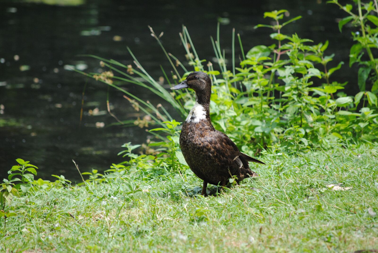 Nikon D3000 sample photo. Duck, water, water bird photography