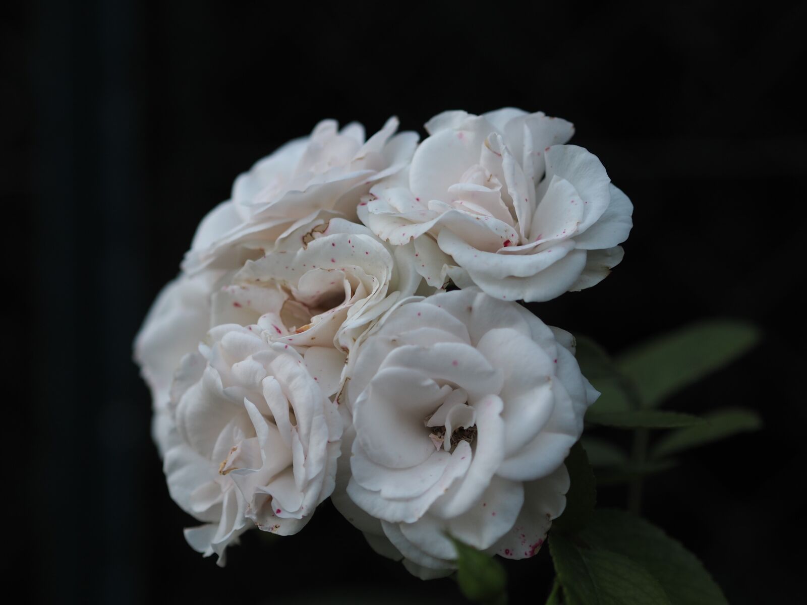 Olympus PEN E-PL7 + Olympus M.Zuiko Digital 45mm F1.8 sample photo. Rose, flower, white photography