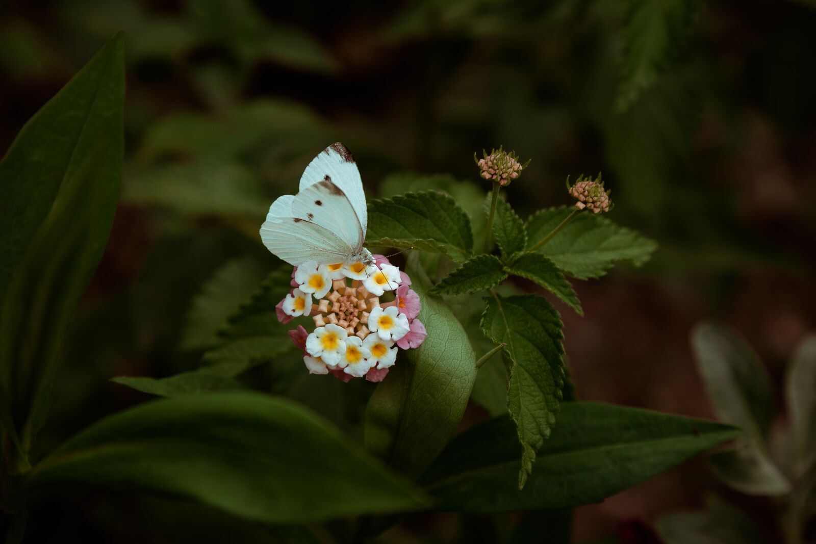 Canon EOS 6D sample photo. Butterfly, flower, nature photography