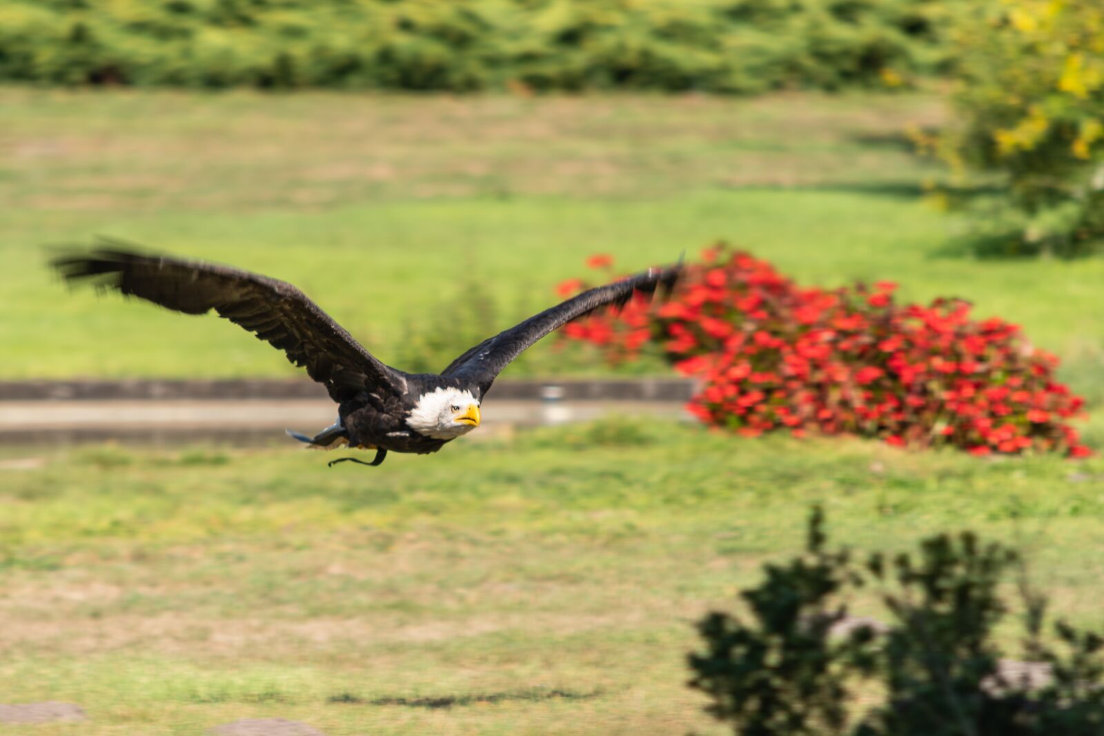 Nikon D7500 sample photo. White tailed eagle, flugshow photography