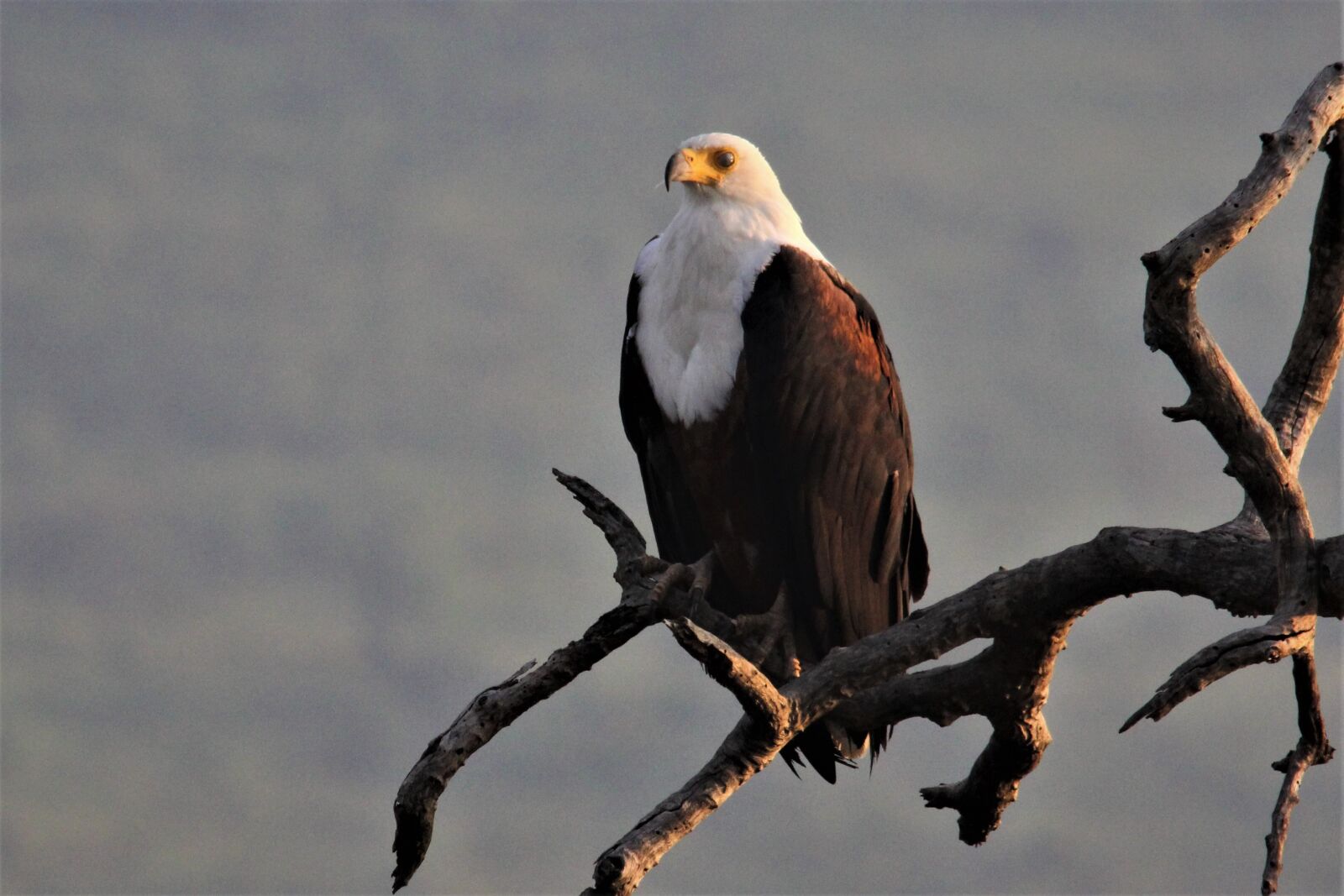 Canon EOS 60D sample photo. African fish eagle, bird photography