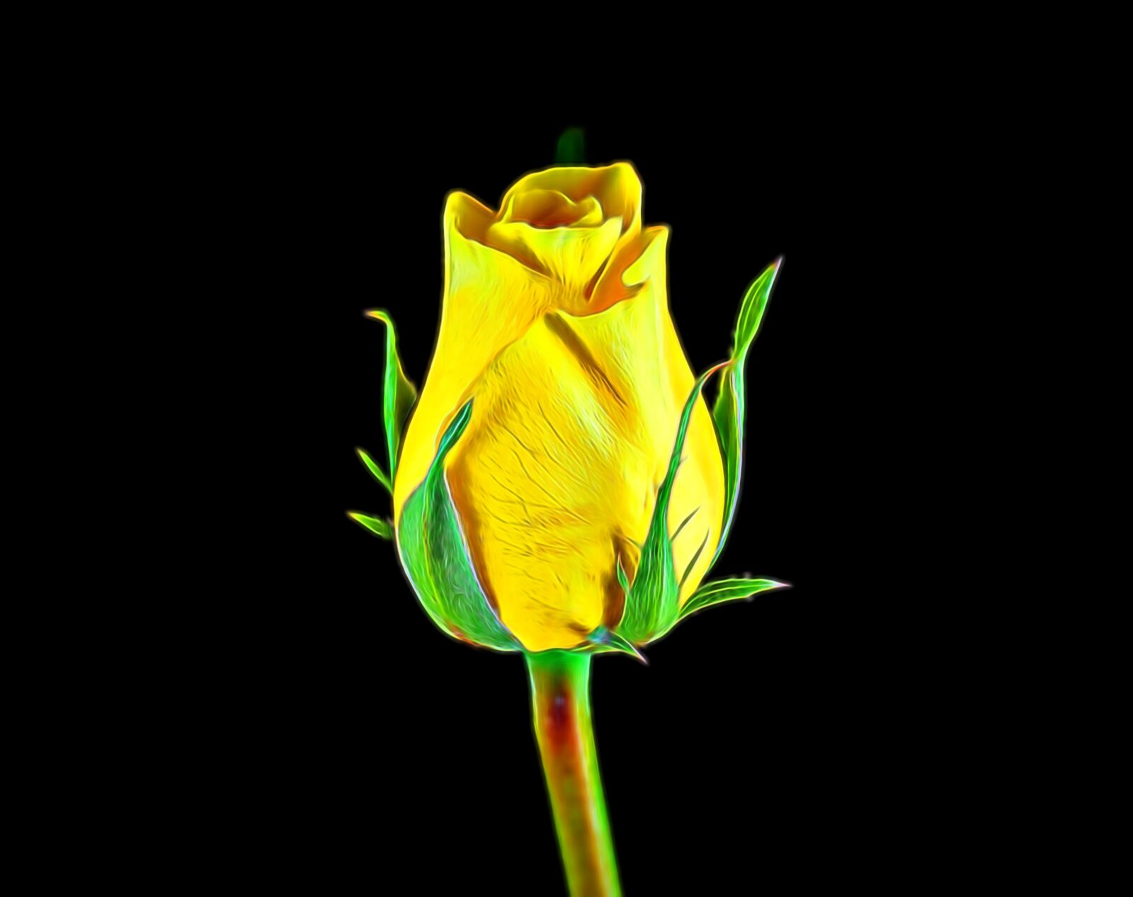 Nikon D5500 sample photo. Yellow rose, rose, flower photography