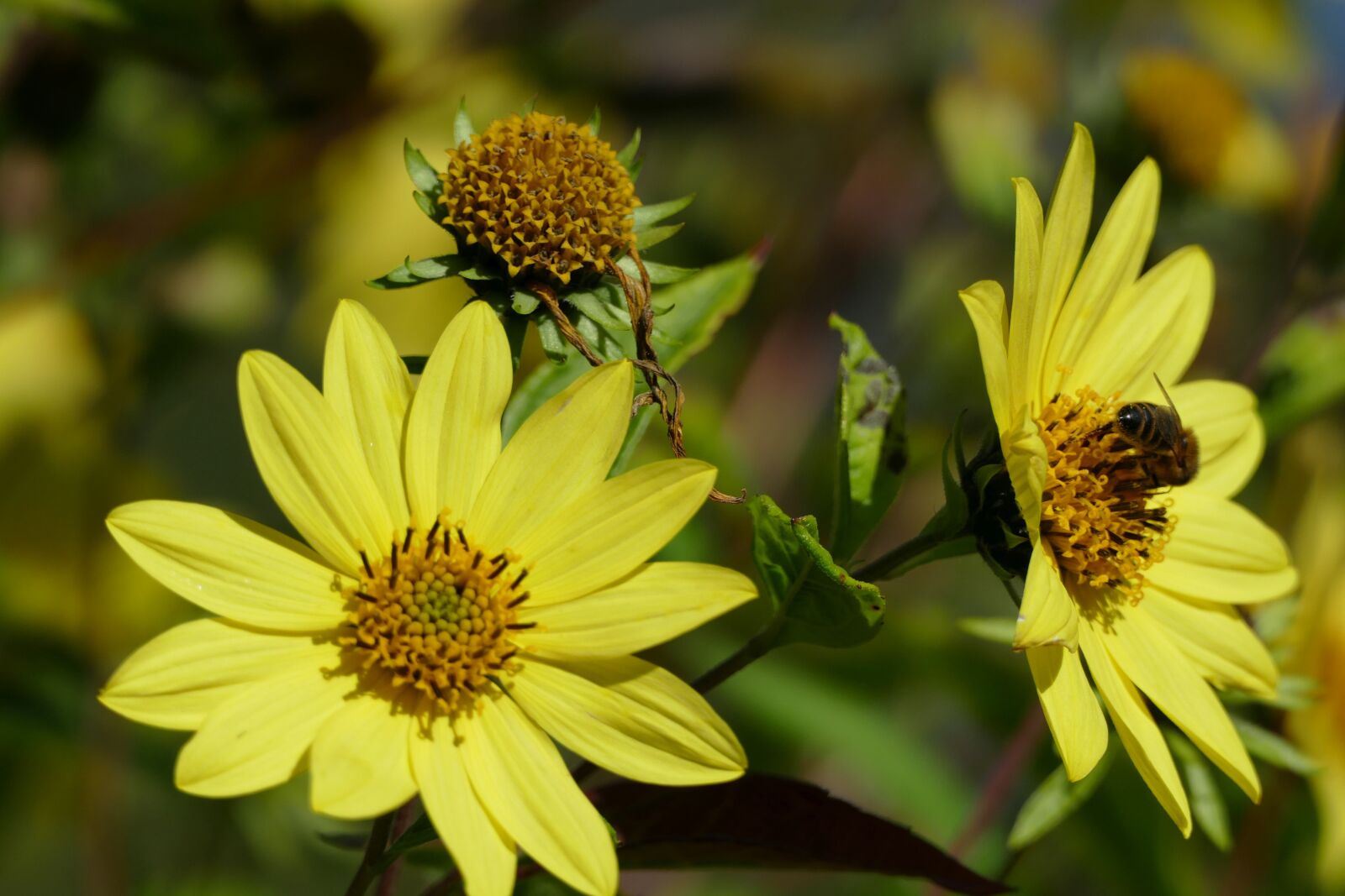 Panasonic Lumix DMC-FZ1000 sample photo. Flower, yellow, bee photography
