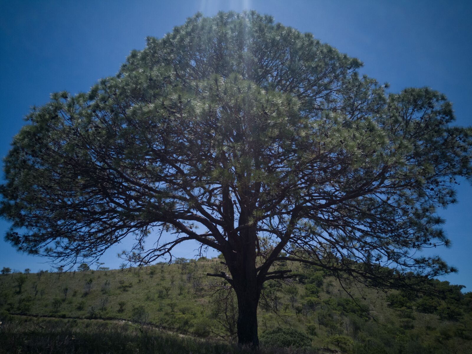 HUAWEI SNE-LX3 sample photo. Tree, land, earth photography
