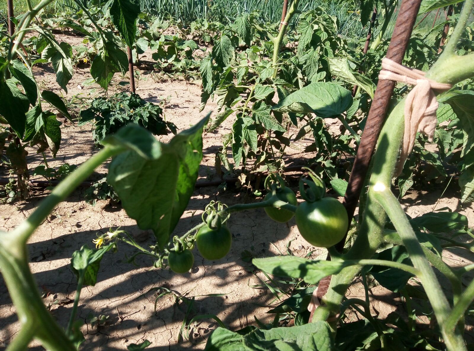HUAWEI DUA-L22 sample photo. Tomato, green tomato, young photography