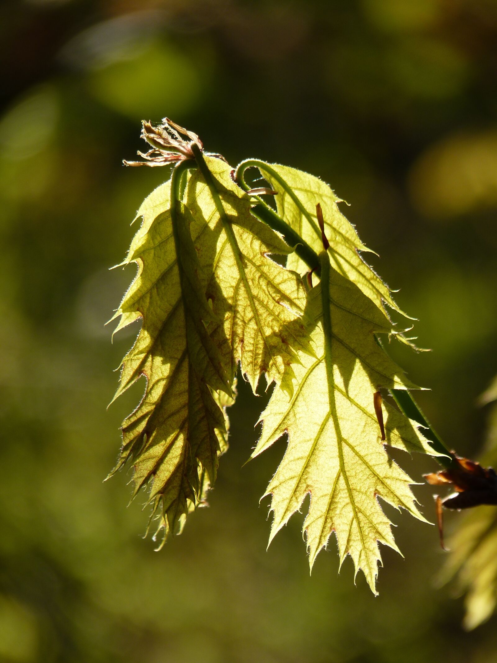 Panasonic Lumix DMC-FZ35 (Lumix DMC-FZ38) sample photo. Maple, leaf, tree photography