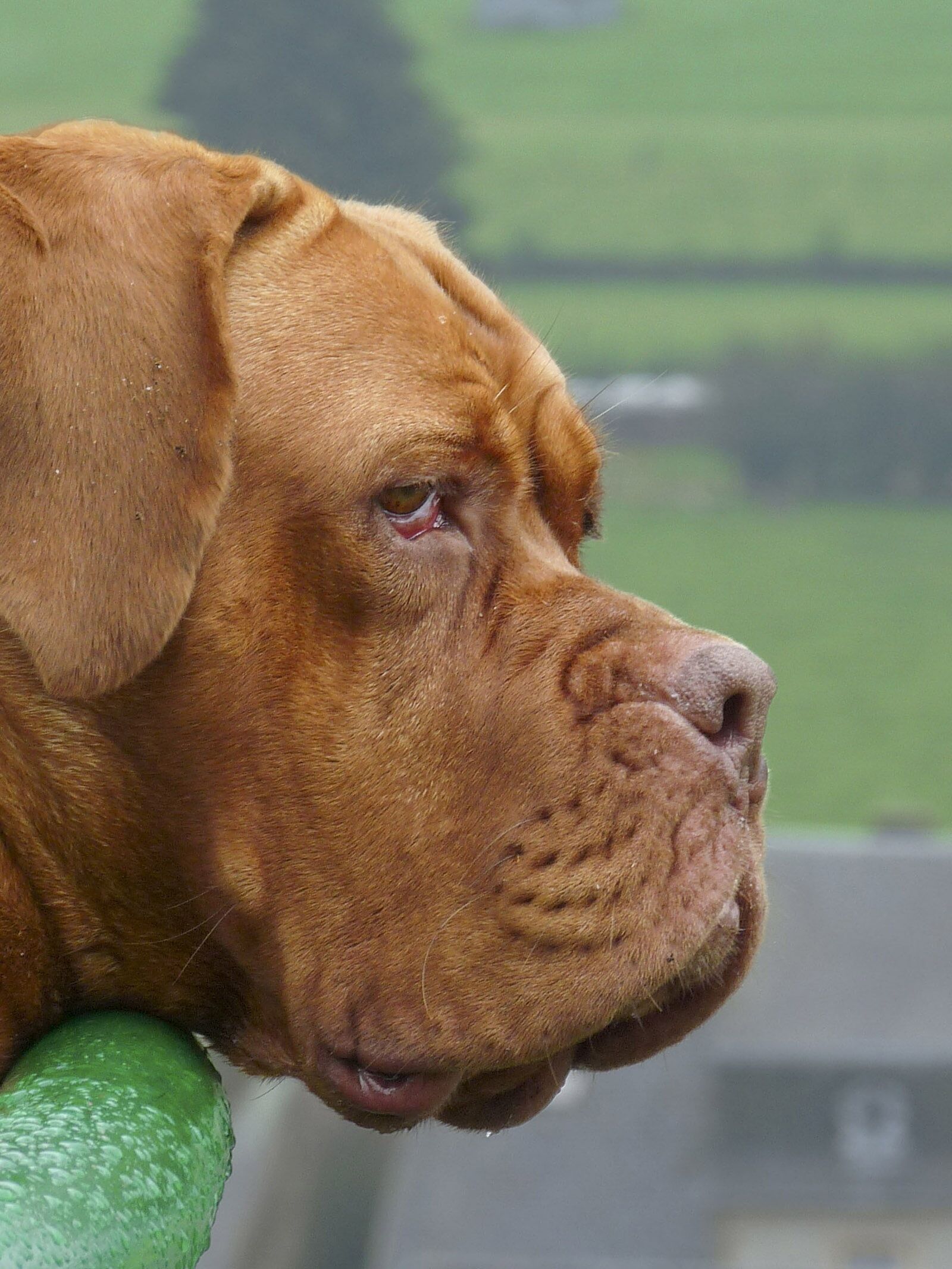 Panasonic Lumix DMC-FZ28 sample photo. Nature, animal, dog photography