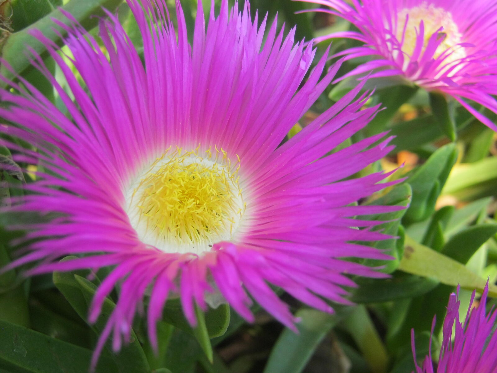 Canon PowerShot A800 sample photo. Beautiful, flower, flora, flower photography