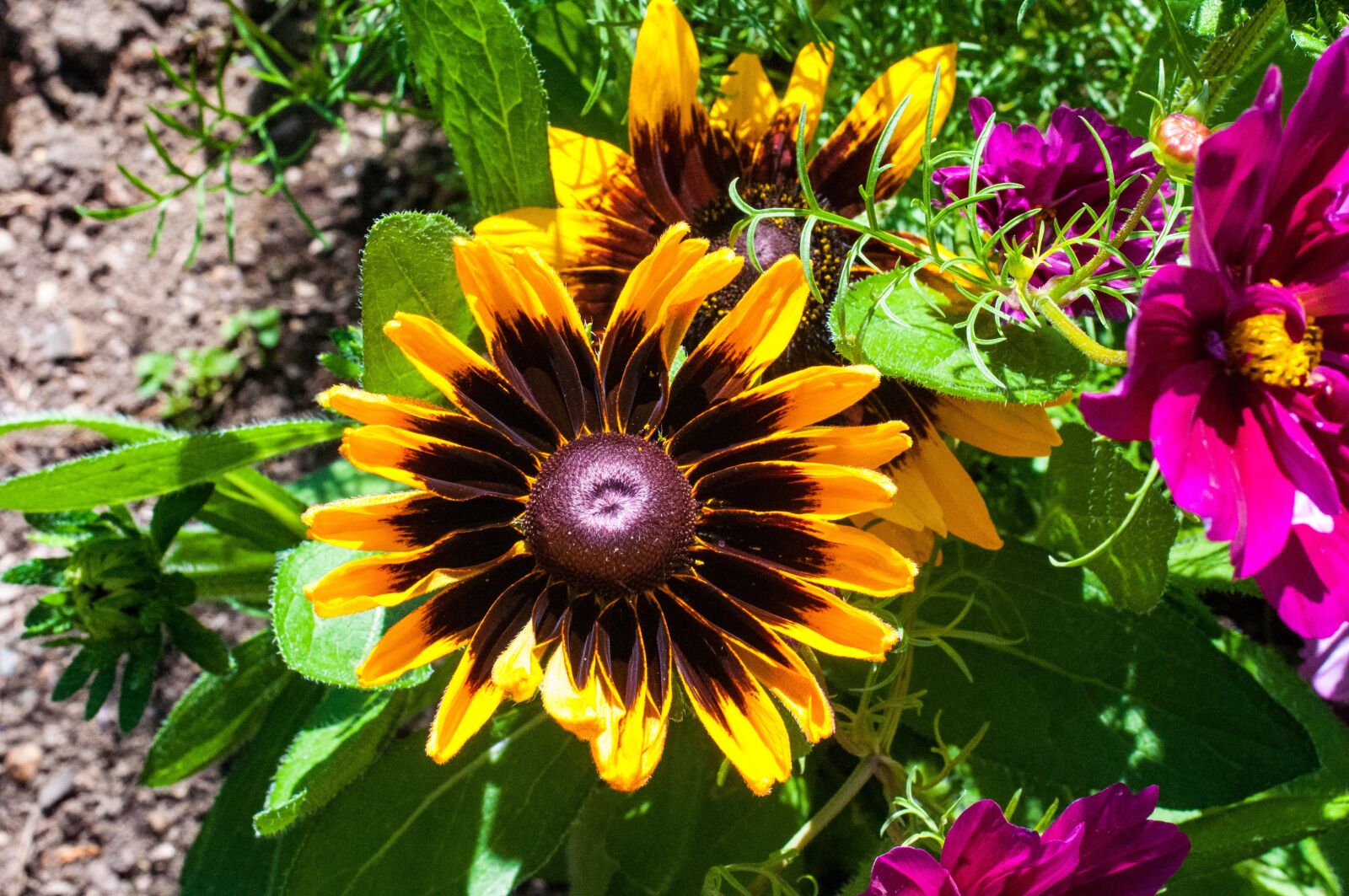 Nikon D90 sample photo. Sunflower, summer, flower photography