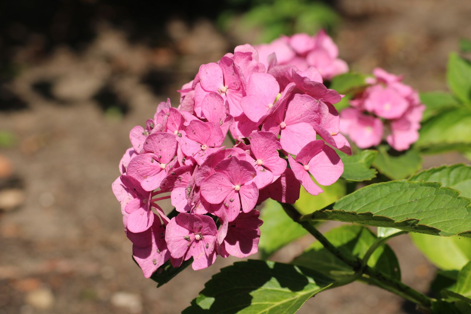 Canon EOS 1200D (EOS Rebel T5 / EOS Kiss X70 / EOS Hi) sample photo. Hydrangea, flower, bush photography