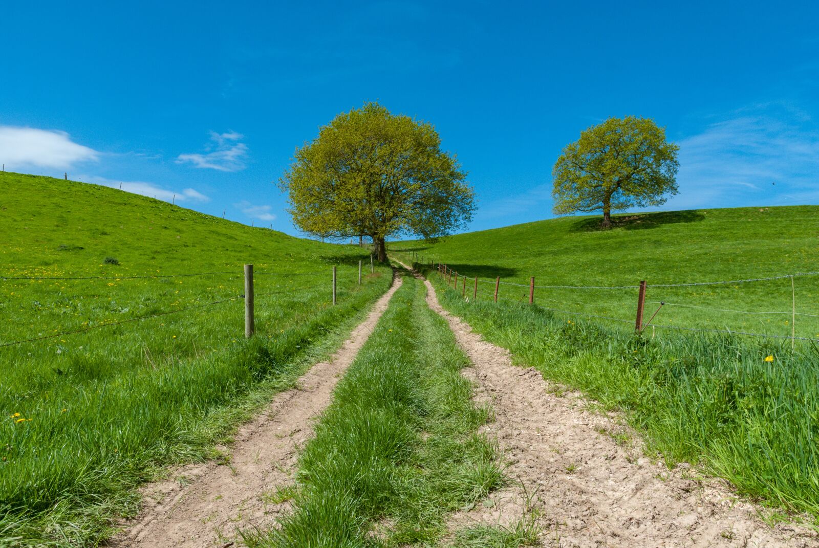 Nikon D80 sample photo. Tree, lawn, nature photography