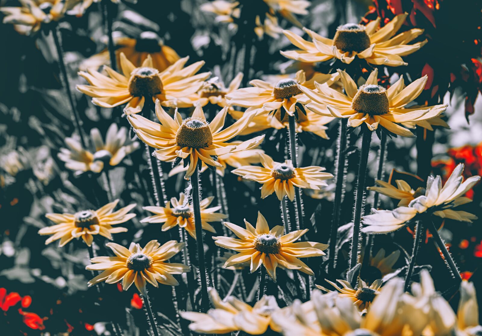 Fujifilm XF 55-200mm F3.5-4.8 R LM OIS sample photo. High hat, rudbeckia nidita photography