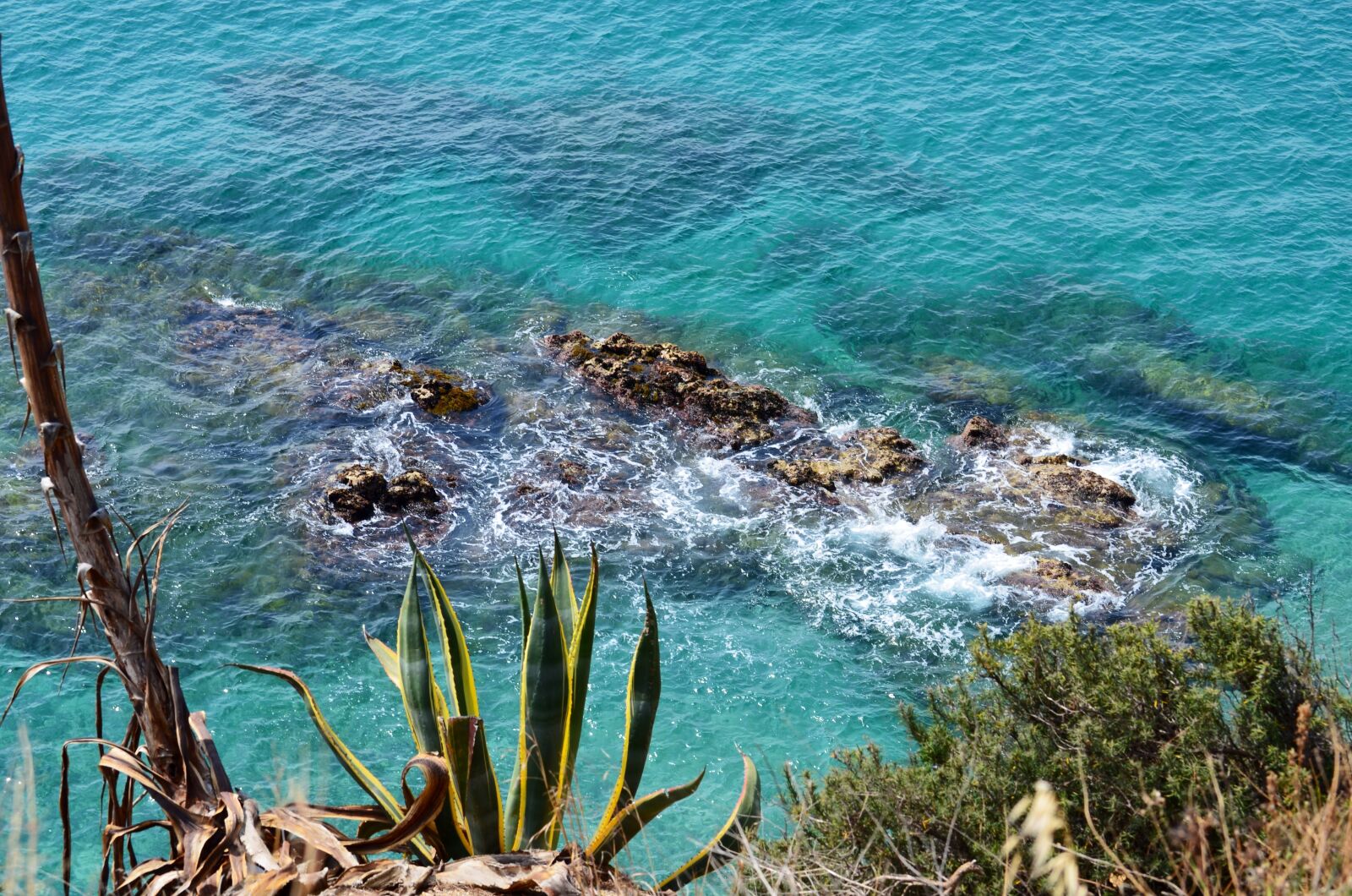 Nikon D5100 sample photo. Agave, sea, stones photography