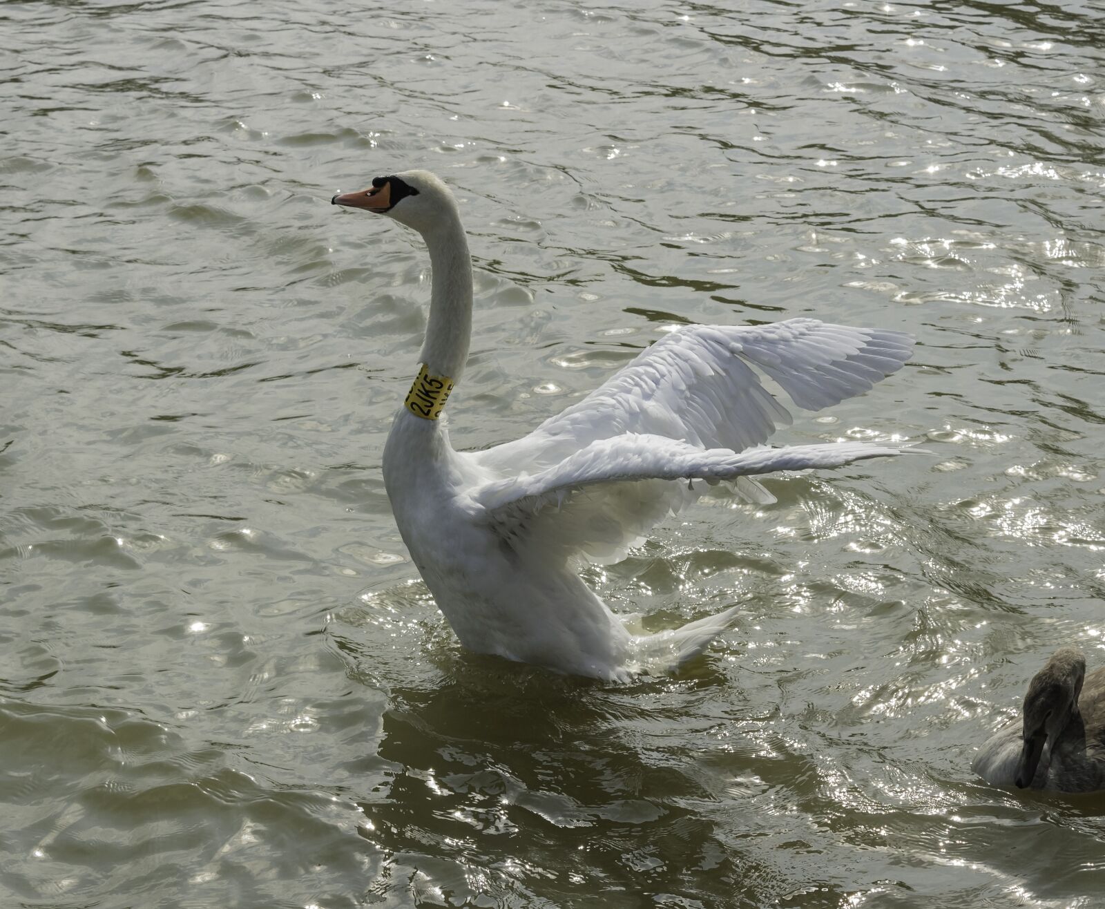 Canon EOS 1300D (EOS Rebel T6 / EOS Kiss X80) sample photo. Swan, bird, winged photography