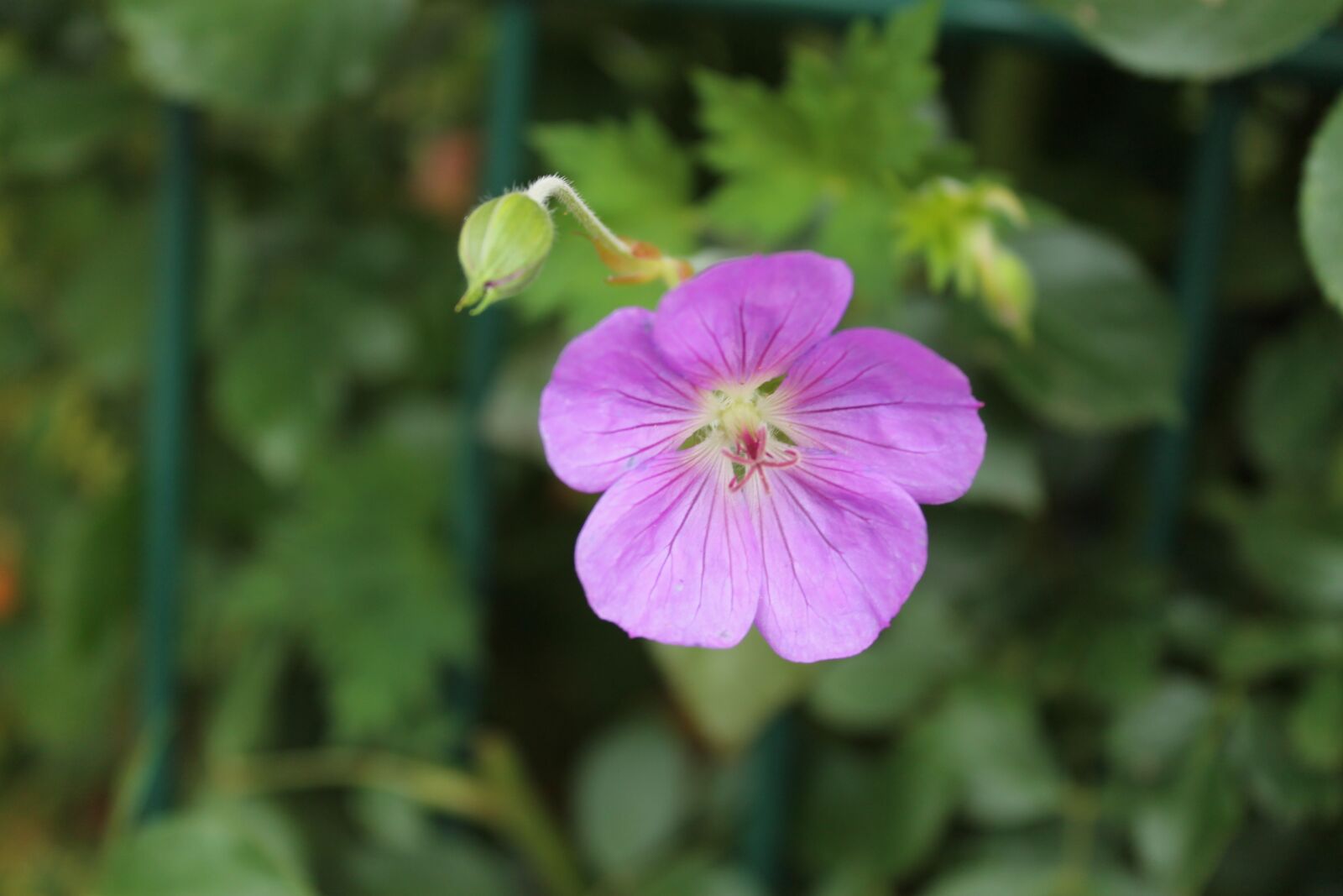 Canon EOS 1100D (EOS Rebel T3 / EOS Kiss X50) sample photo. Wild flower, blossom, bloom photography