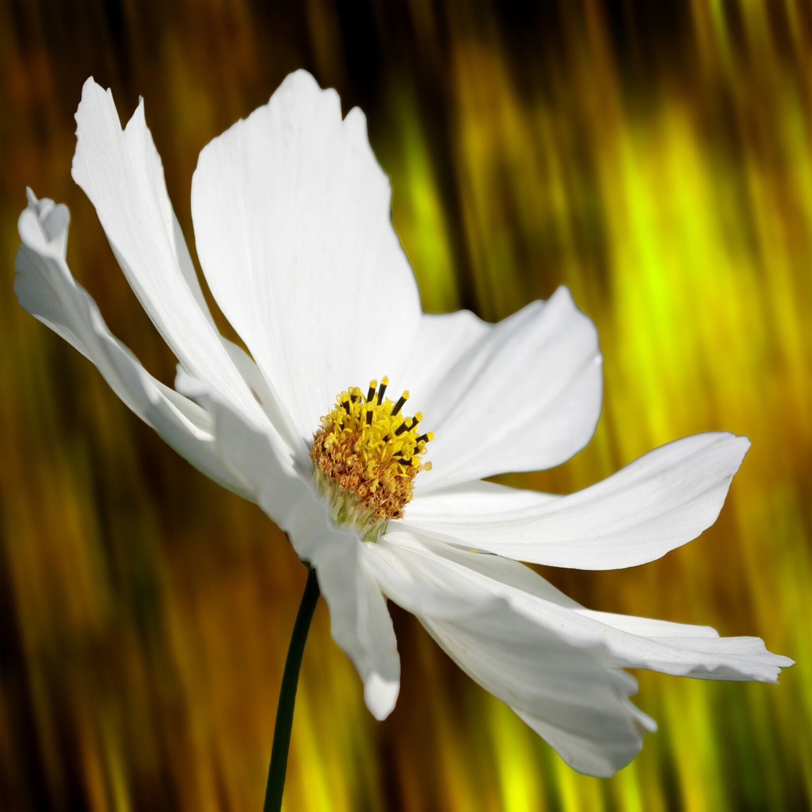 Pentax K-m (K2000) sample photo. Cosmea, flower, plant photography