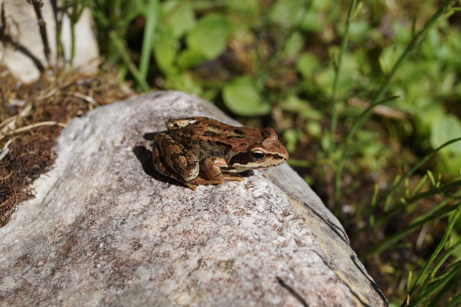 Sony DT 18-55mm F3.5-5.6 SAM II sample photo. Sitting frog, frog, amphibian photography
