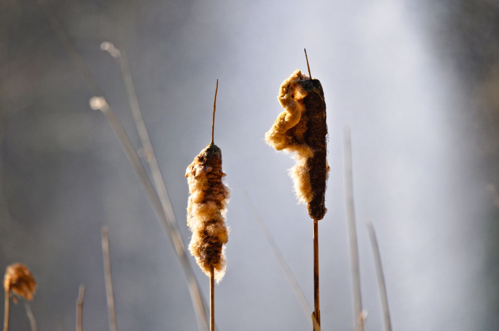Nikon D90 sample photo. Common bulrush, bulrush, typha photography