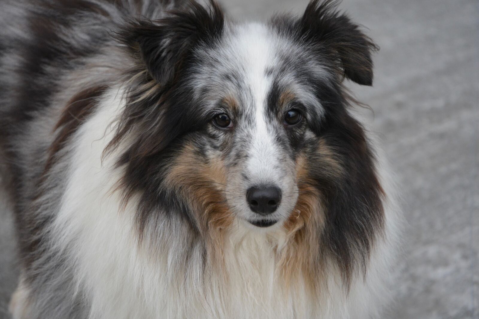 Nikon D5200 sample photo. Bitch, shetland sheepdog, color photography