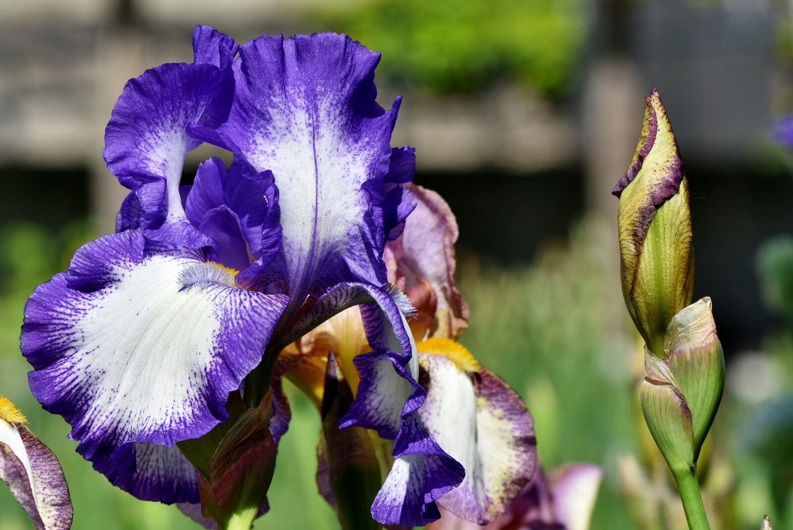 Nikon D7200 sample photo. Iris, iridaceae, blue photography