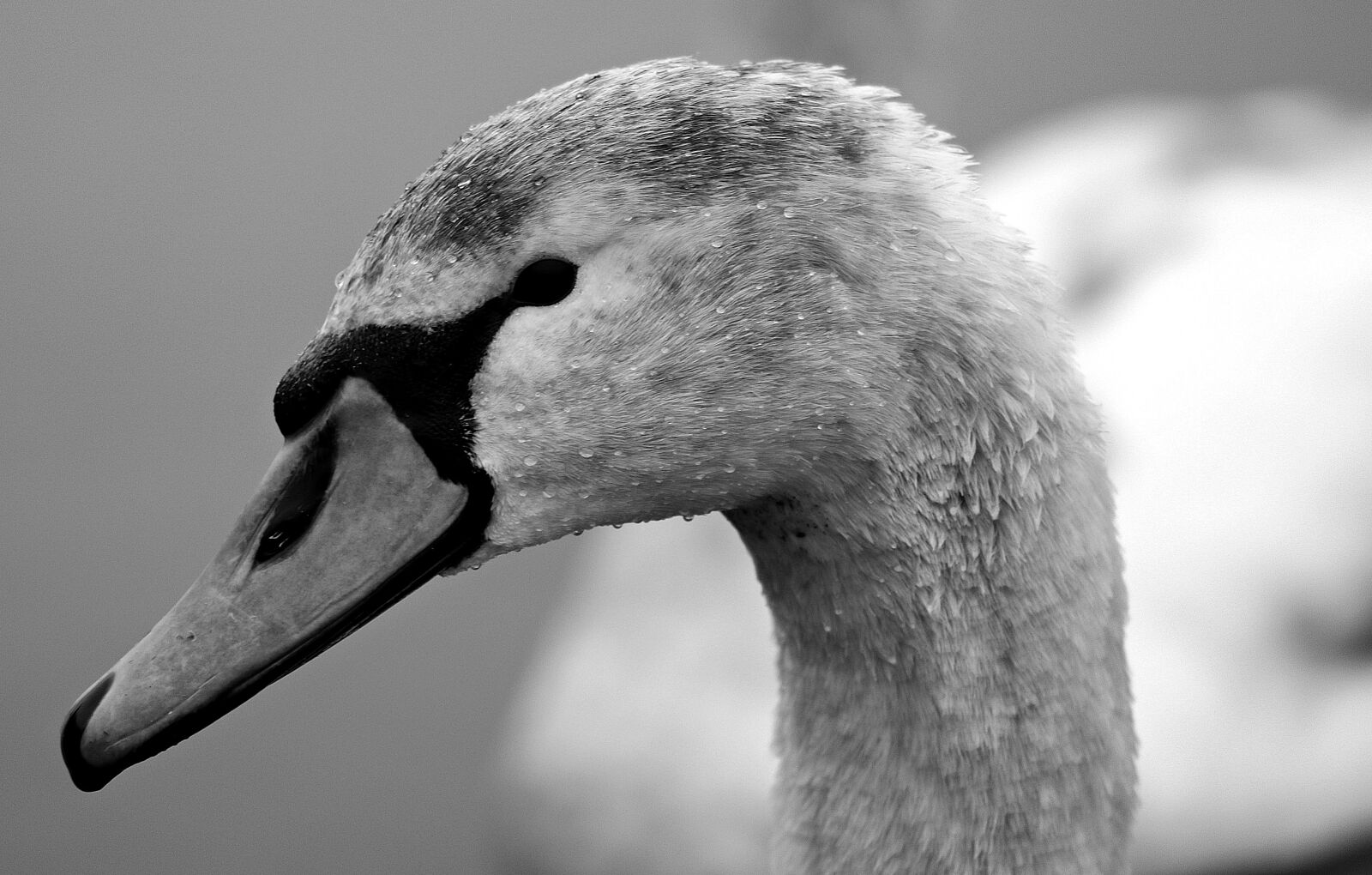 Canon EOS 80D sample photo. Swan, proud to be photography