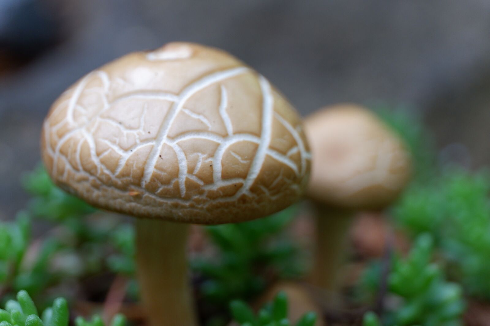 Fujifilm X-A3 sample photo. Mushroom, shrooms, fu photography