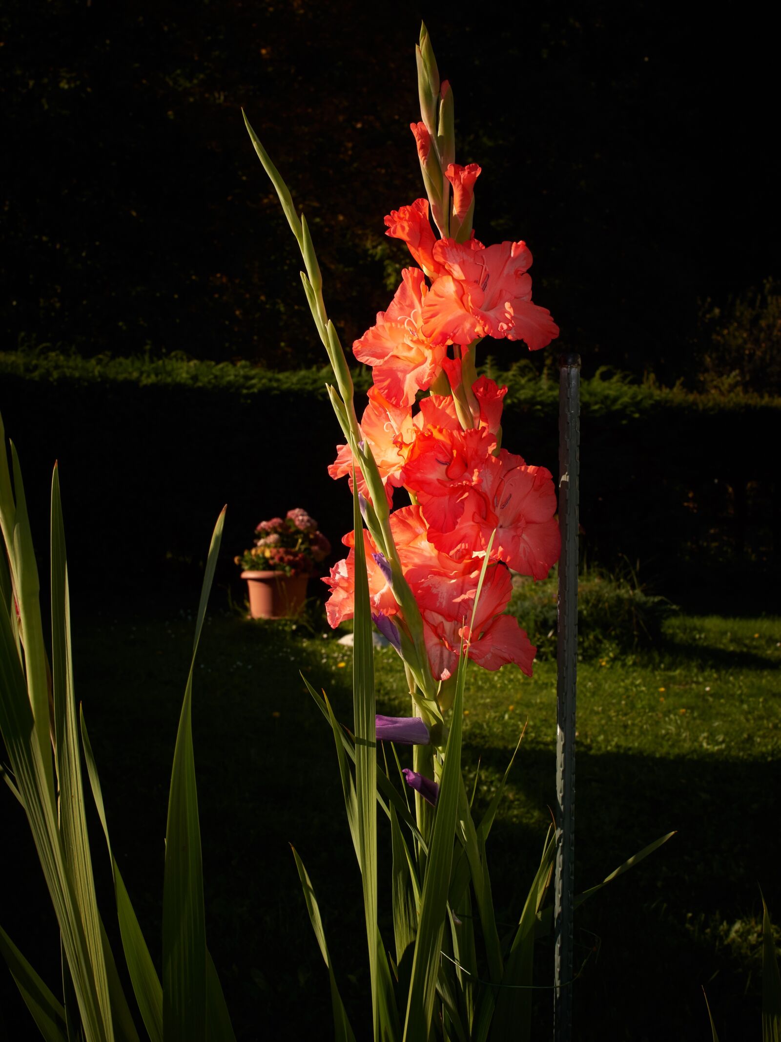 Panasonic Lumix DMC-G6 sample photo. Gladiolus, morning, flowers photography