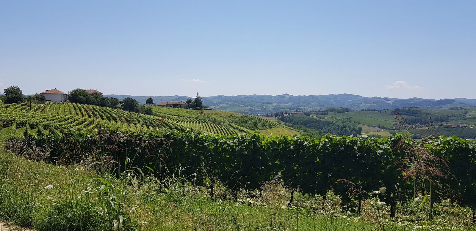 Samsung Galaxy S8+ sample photo. Vineyard, vines, vine photography