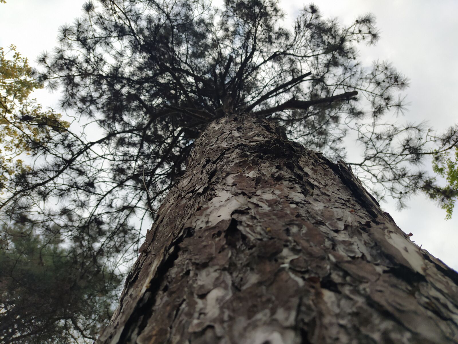 Xiaomi Redmi Note 8 sample photo. Tree, nature, green photography